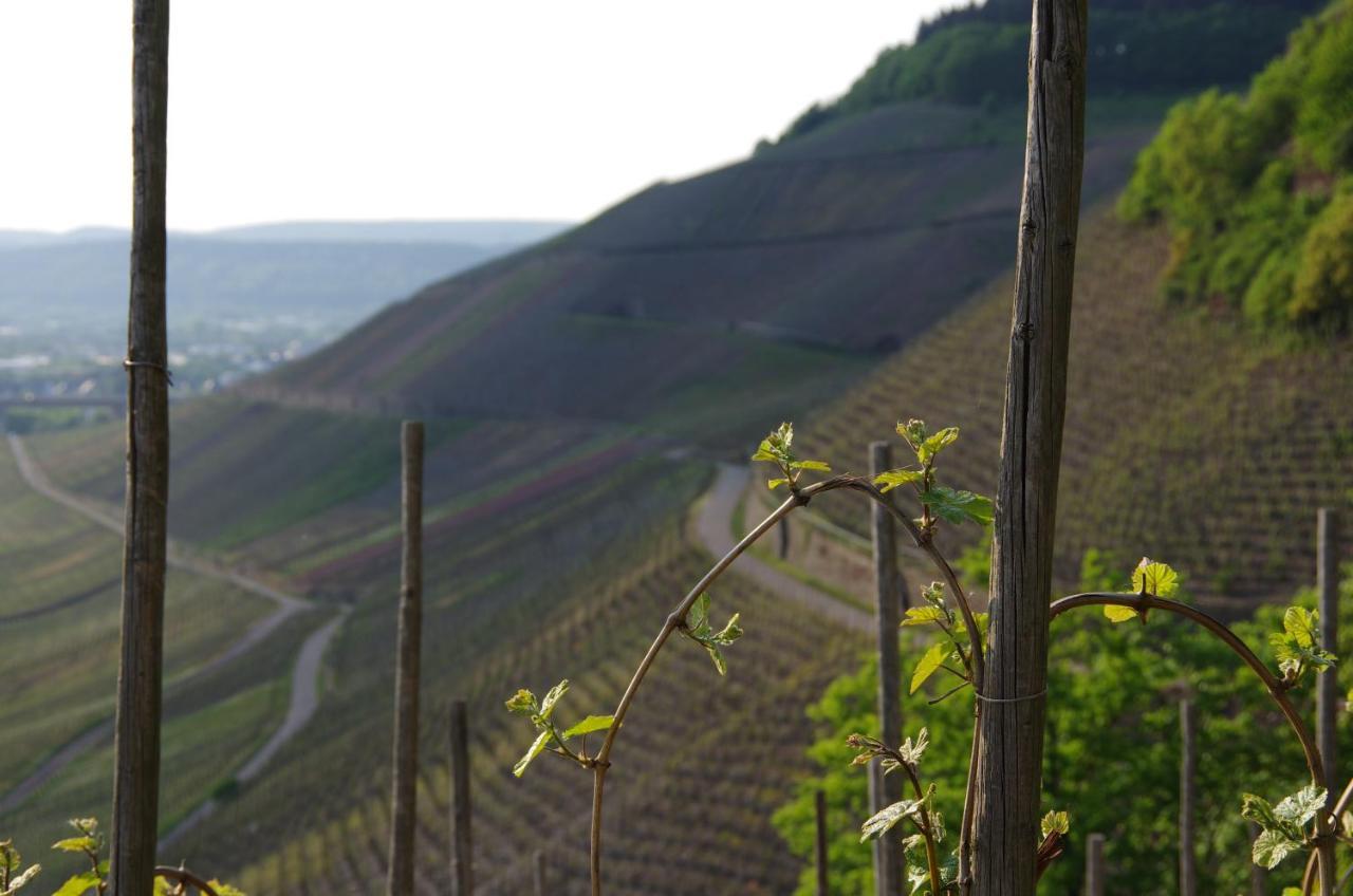 Hotel Weingut Weich Riol Exteriér fotografie